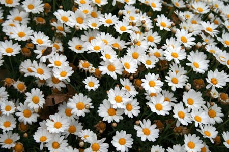 G�nsebl�mchen, Mann!